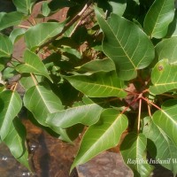 <i>Ficus arnottiana</i>  (Miq.) Miq.